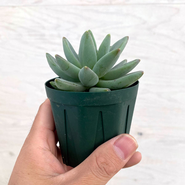 パキフィツム：ヒアリウム　2.5号ポット