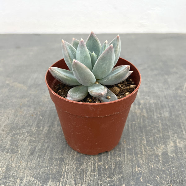 パキフィツム：ヒアリウム　2.5号ポット