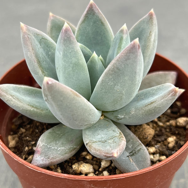 パキフィツム：ヒアリウム　2.5号ポット