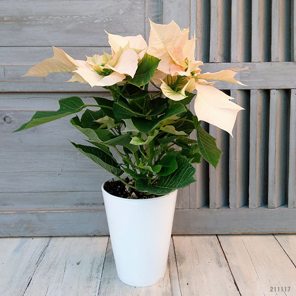 ポインセチア：ビジョンオブグランデール 4号鉢植え