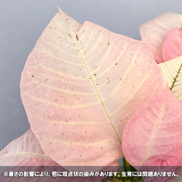 ポインセチア：ビジョンオブグランデール 4号鉢植え