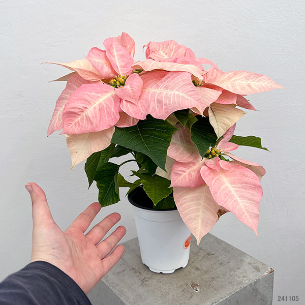 ポインセチア：ビジョンオブグランデール 4号鉢植え
