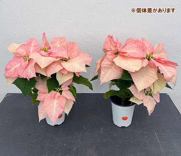 ポインセチア：ビジョンオブグランデール 4号鉢植え