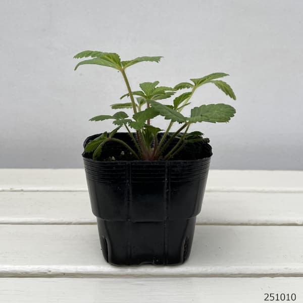 ポテンティラ:ヘレンジェーン3.5号ポット