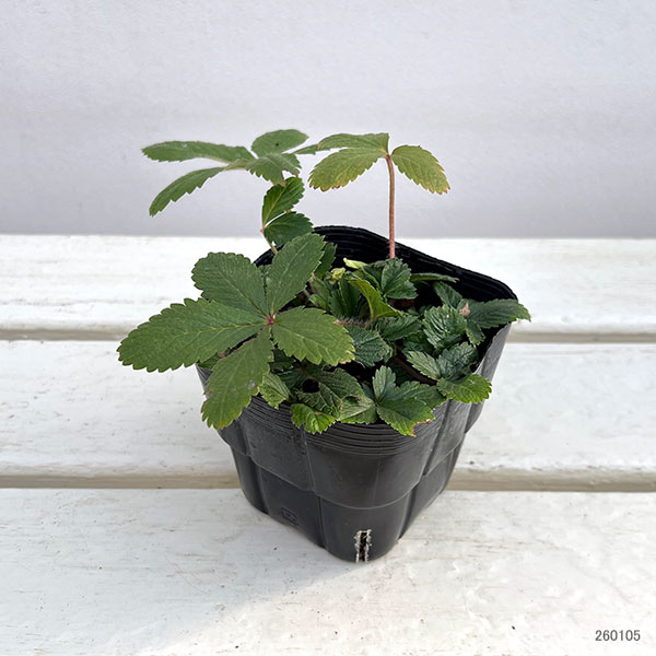 園芸ネット本店｜ポテンティラ：ヘレンジェーン3.5号ポット の通販【公式】