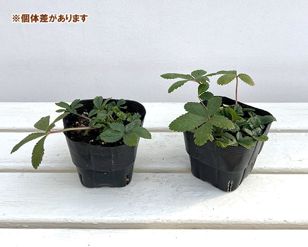 ポテンティラ：ヘレンジェーン3.5号ポット