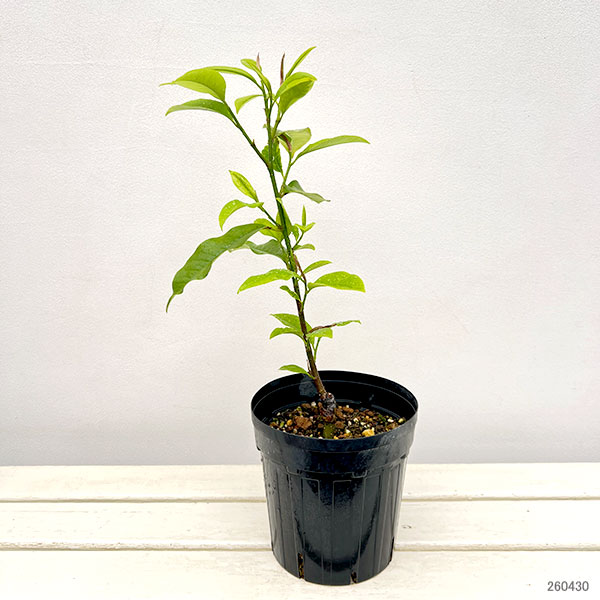 ミケリア：ミックスドアップミス6号ポット[茶色い蕾からピンクを帯びた芳香のある花　カラタネオガタマ]