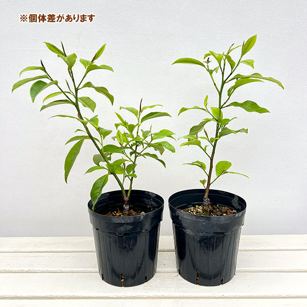 ミケリア：ミックスドアップミス6号ポット[茶色い蕾からピンクを帯びた芳香のある花　カラタネオガタマ]