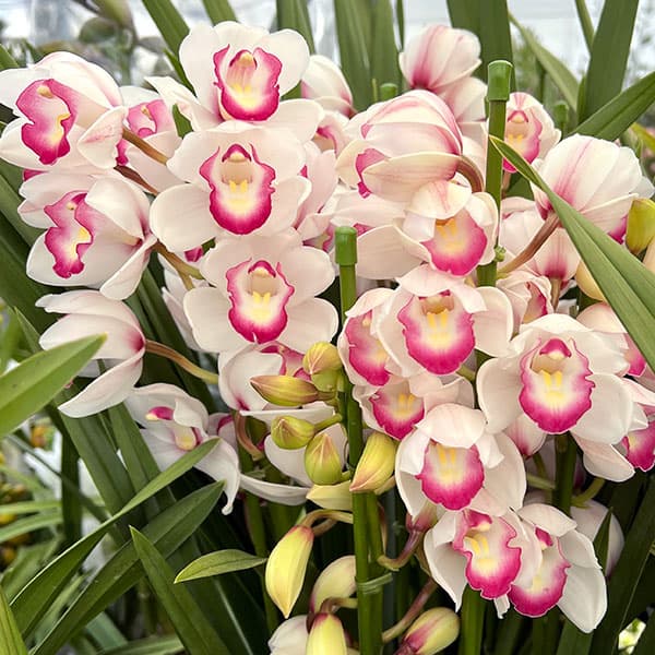 シンビジウム:ミマジェンヌ4本立ち6号鉢植え