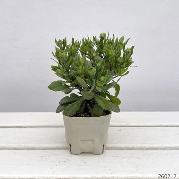 オステオスペルマム:フラワーパワー パープルサン3.5号ポット