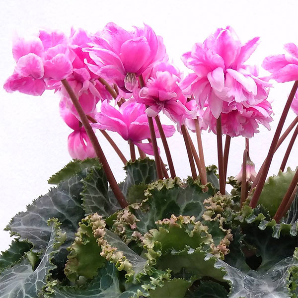 シクラメン：フェアリーピコ・シズラー5号鉢植え の通販 | 園芸ネット