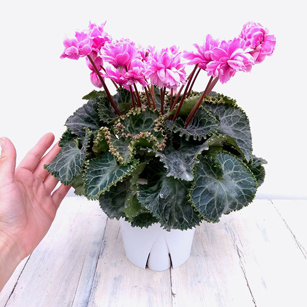シクラメン：フェアリーピコ・シズラー5号鉢植え の通販 | 園芸ネット