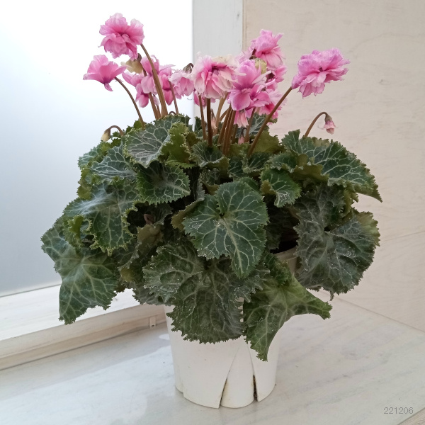 シクラメン：フェアリーピコ・シズラー5号鉢植え の通販 | 園芸ネット