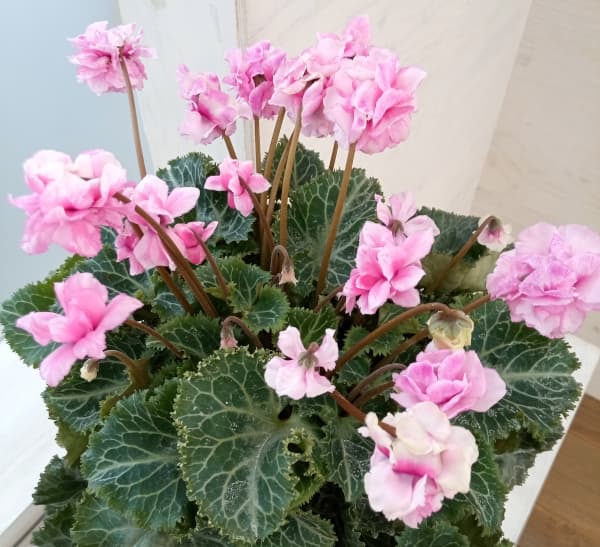 シクラメン：フェアリーピコ・シズラー5号鉢植え の通販 | 園芸ネット