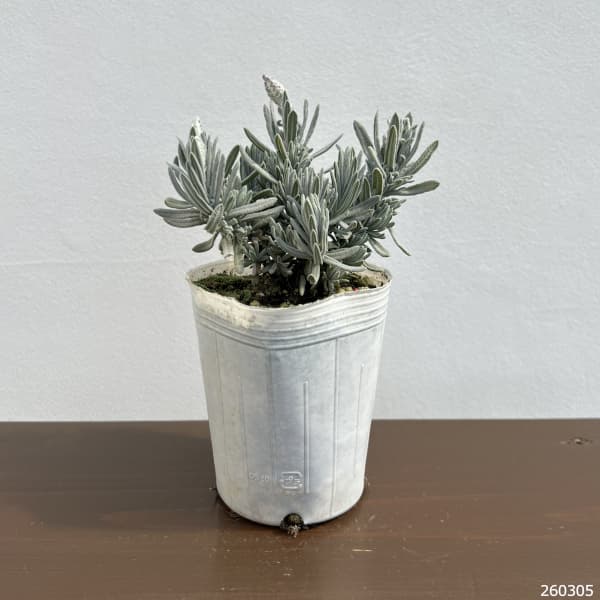 ラベンダー:スノークリスタル3号ポット