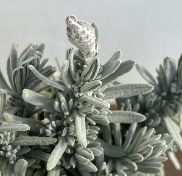 ラベンダー:スノークリスタル3号ポット