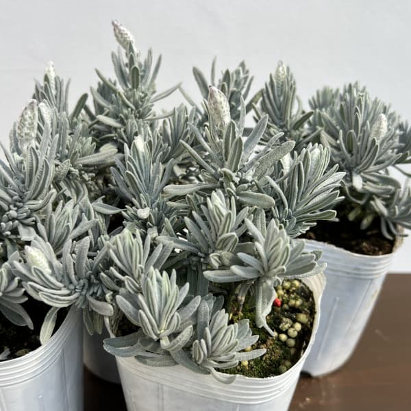 ラベンダー:スノークリスタル3号ポット