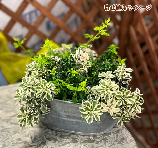 セダム（エゾノキリンソウ）：アトランティス3号ポット