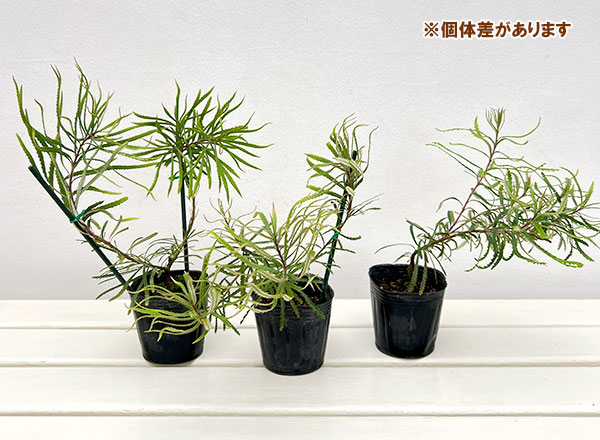 バンクシア:ヘアピンバンクシア3号ポット