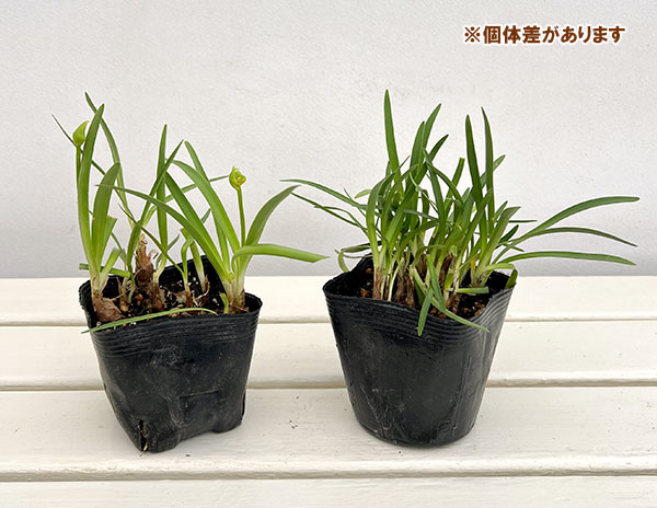 アガパンサス：ダブルダイヤモンド3.5号ポット