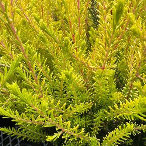 エリカ:バレリーグリフィス 5号鉢植え