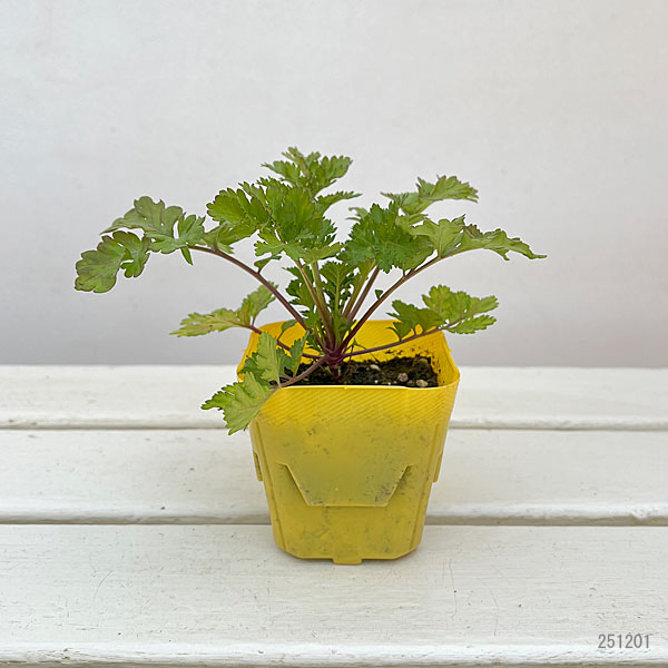 マトリカリア・高性(イエロー・No1)3号ポット 2株セット