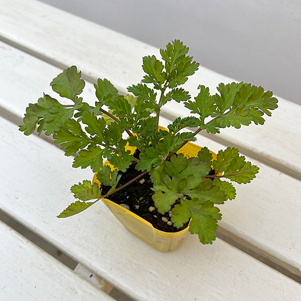 マトリカリア・高性(イエロー・No1)3号ポット 2株セット