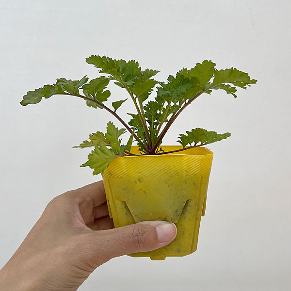 マトリカリア・高性(イエロー・No1)3号ポット 2株セット