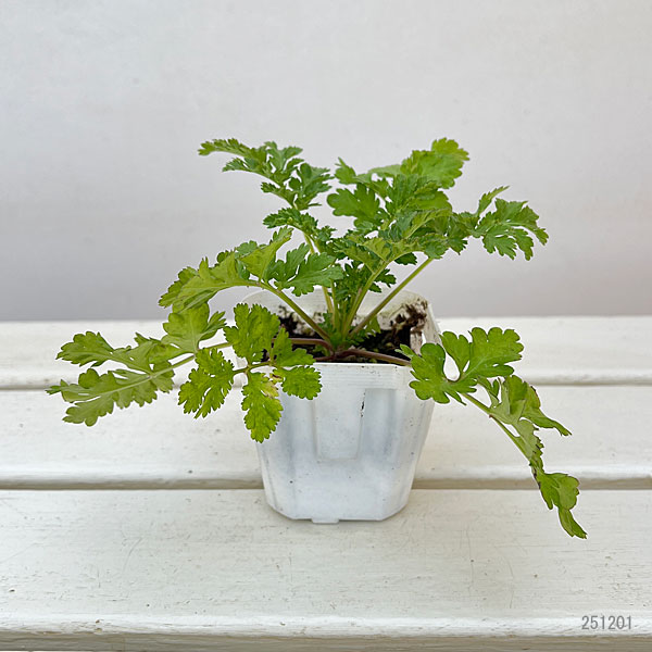 マトリカリア・高性（ホワイト・No2）3号ポット 2株セット