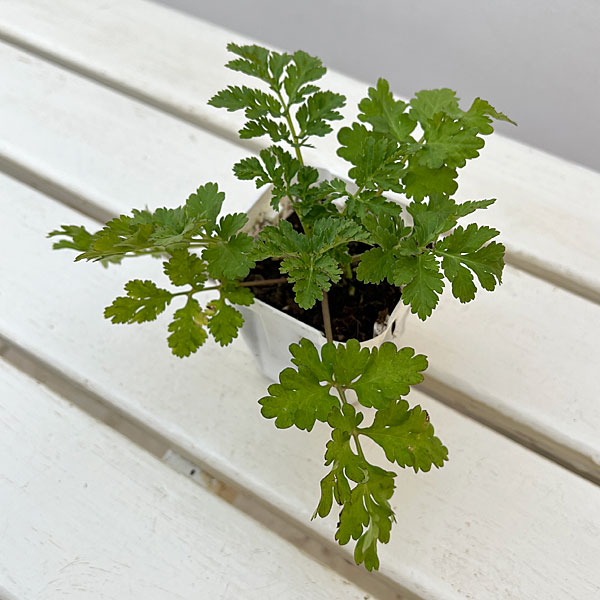 マトリカリア・高性（ホワイト・No2）3号ポット 2株セット