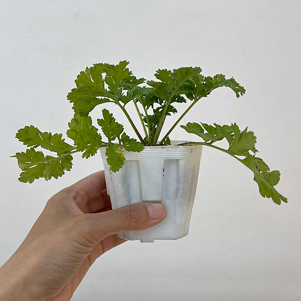 マトリカリア・高性（ホワイト・No2）3号ポット 2株セット