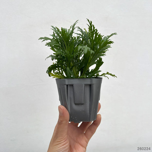 マーガレット・高性(一重咲きホワイト・No1)3号ポット