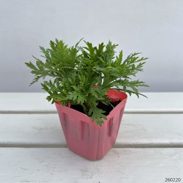 マーガレット・高性(一重咲きピンク・No3)3号ポット