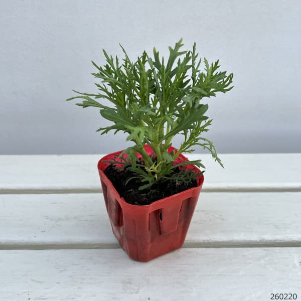 マーガレット・高性(八重咲きピンク・No5)3号ポット 12株セット