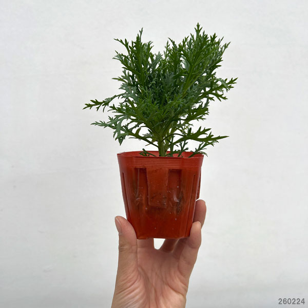 マーガレット・高性（丁字咲きホワイト・No6）3号ポット