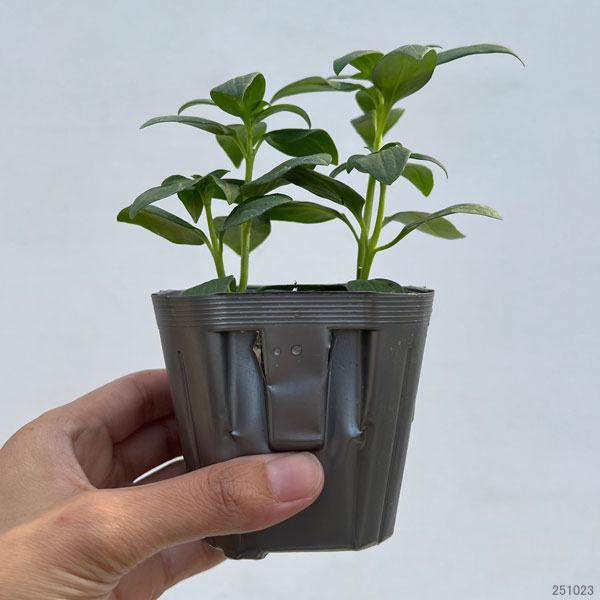 キンギョソウ（金魚草）：ティンカーベル高性大輪花（ピンク・No1）3号ポット 2株セット