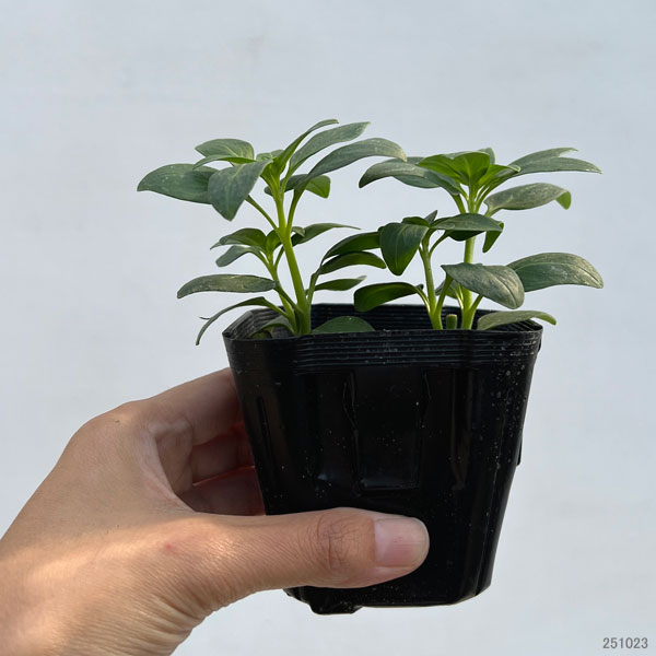 キンギョソウ（金魚草）：ティンカーベル高性大輪花（イエロー・No2）3号ポット 6株セット