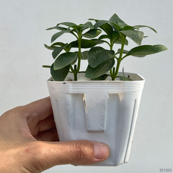 キンギョソウ（金魚草）：ティンカーベル高性大輪花（ホワイト・No3）3号ポット 2株セット