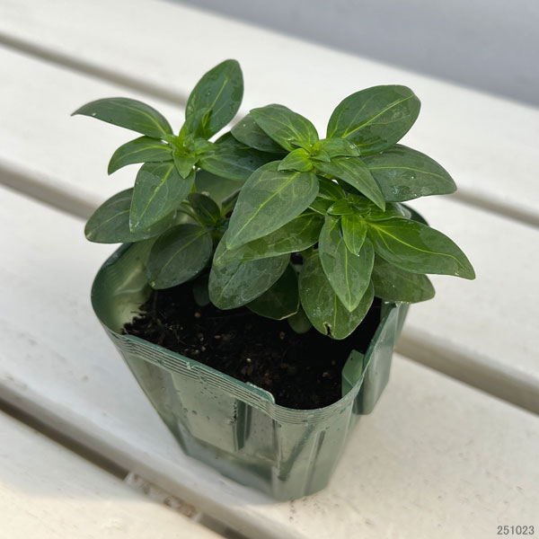 キンギョソウ（金魚草）：ティンカーベル高性大輪花（オレンジ・No4）3号ポット 2株セット