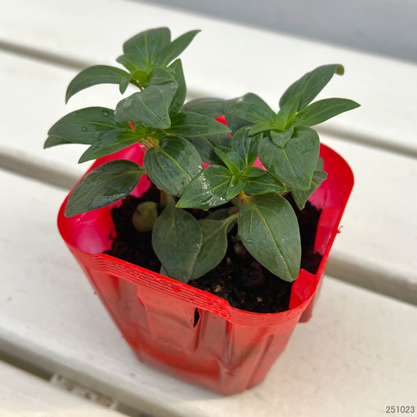 キンギョソウ(金魚草):ティンカーベル高性大輪花(アンティーク・No5)3号ポット