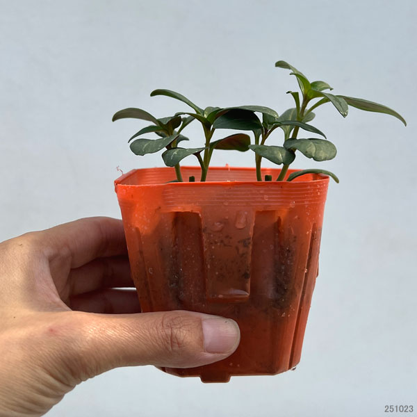 キンギョソウ（金魚草）：ティンカーベル高性大輪花（パープル・No7）3号ポット 2株セット