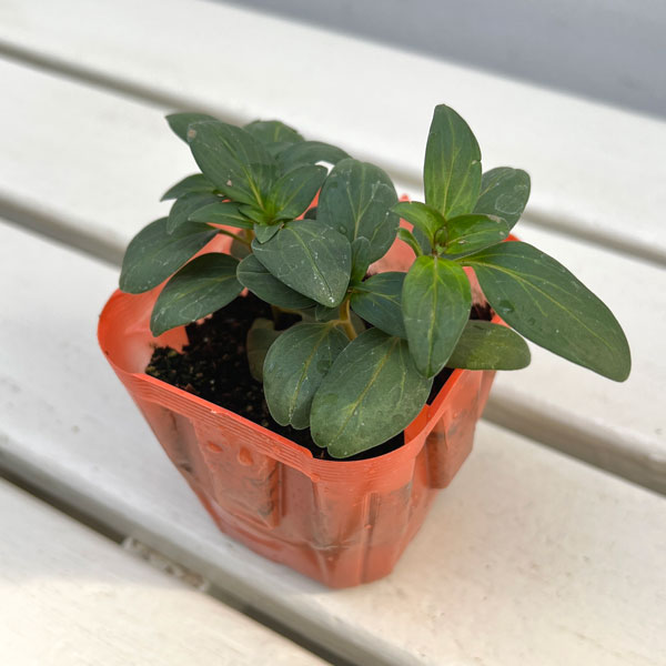 キンギョソウ（金魚草）：ティンカーベル高性大輪花（パープル・No7）3号ポット 2株セット