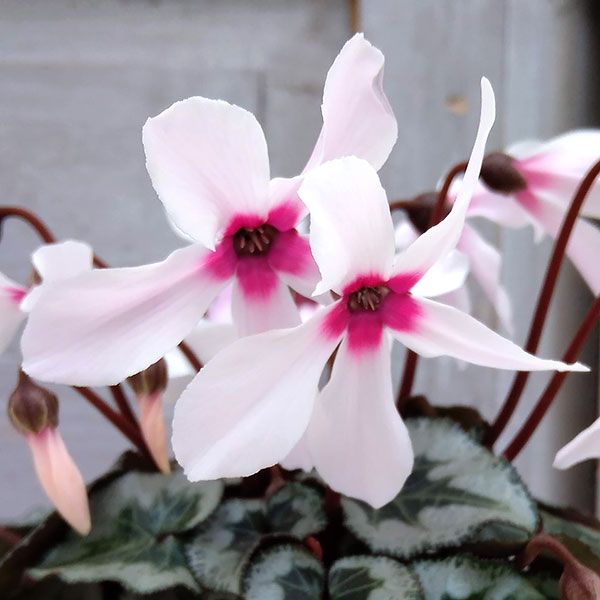 シクラメン:アンジュ(ホワイト系)2.5号ポット