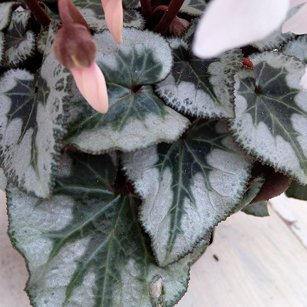 シクラメン:アンジュ(ホワイト系)2.5号ポット