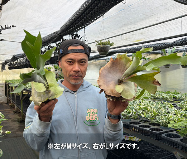 [26年2月中下旬予約]ビカクシダ（コウモリラン）：ネザーランド　クラフト用（Mサイズ）3号ポット