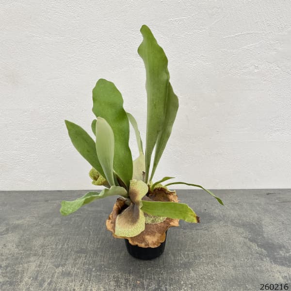 ビカクシダ（コウモリラン）：ネザーランド　クラフト用（Mサイズ）3号ポット