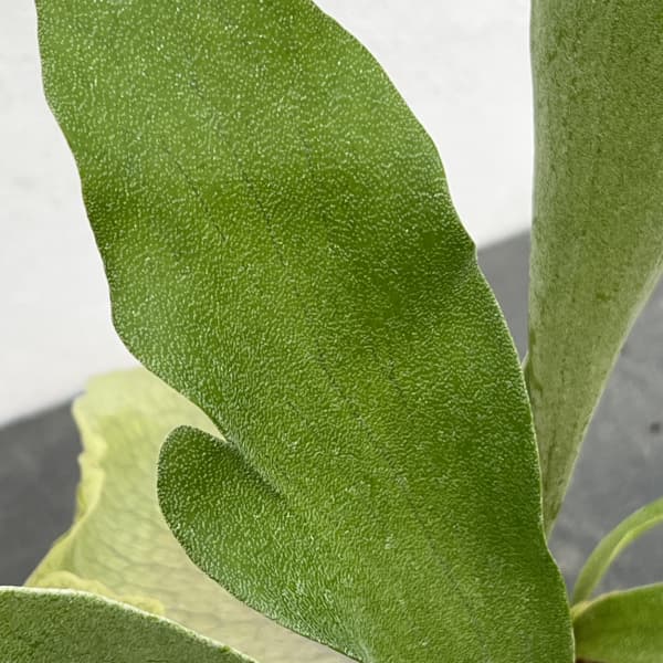 ビカクシダ（コウモリラン）：ネザーランド　クラフト用（Mサイズ）3号ポット