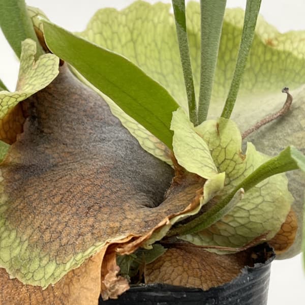 ビカクシダ（コウモリラン）：ネザーランド　クラフト用（Mサイズ）3号ポット