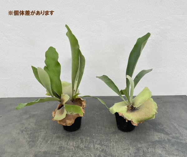 ビカクシダ（コウモリラン）：ネザーランド　クラフト用（Mサイズ）3号ポット