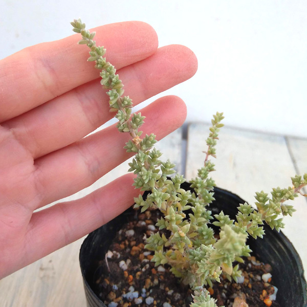 メイレアナ:ブルーブッシュ4号鉢植え